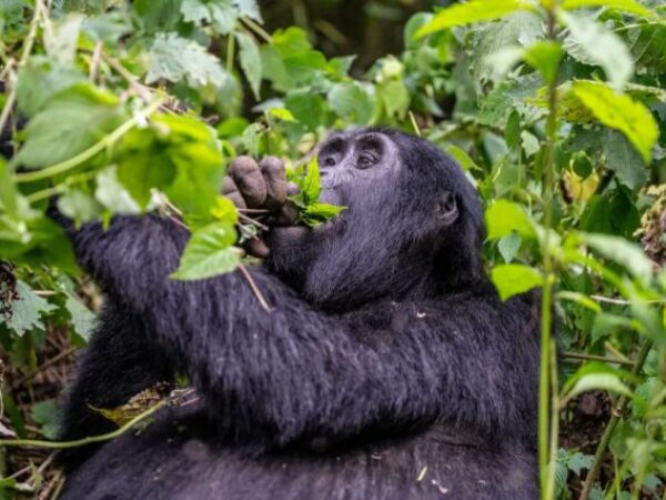 7 Days Rwanda – Uganda Luxury Trip